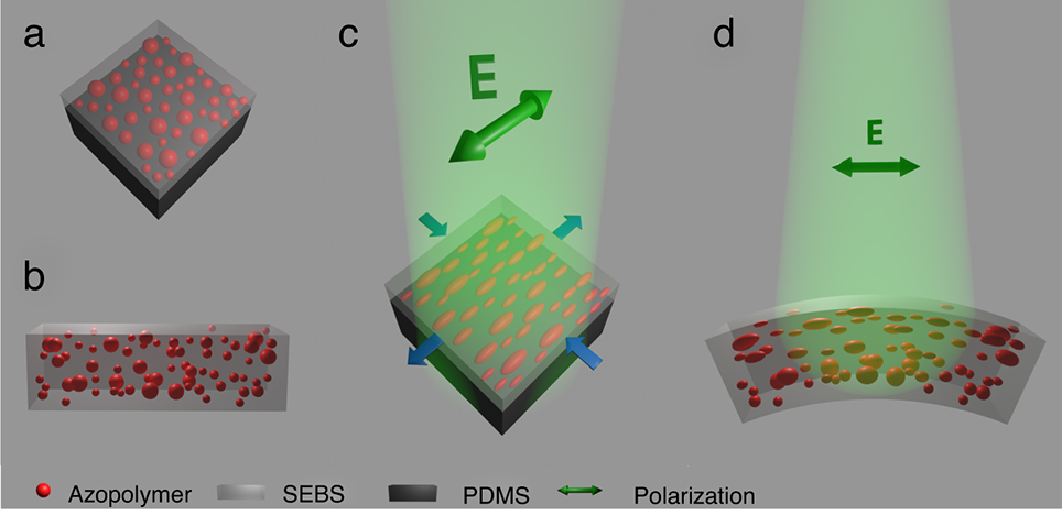 PoliTo soft robotics attuazione guidata dalla luce PoliTo azopolimeri Nature Communications